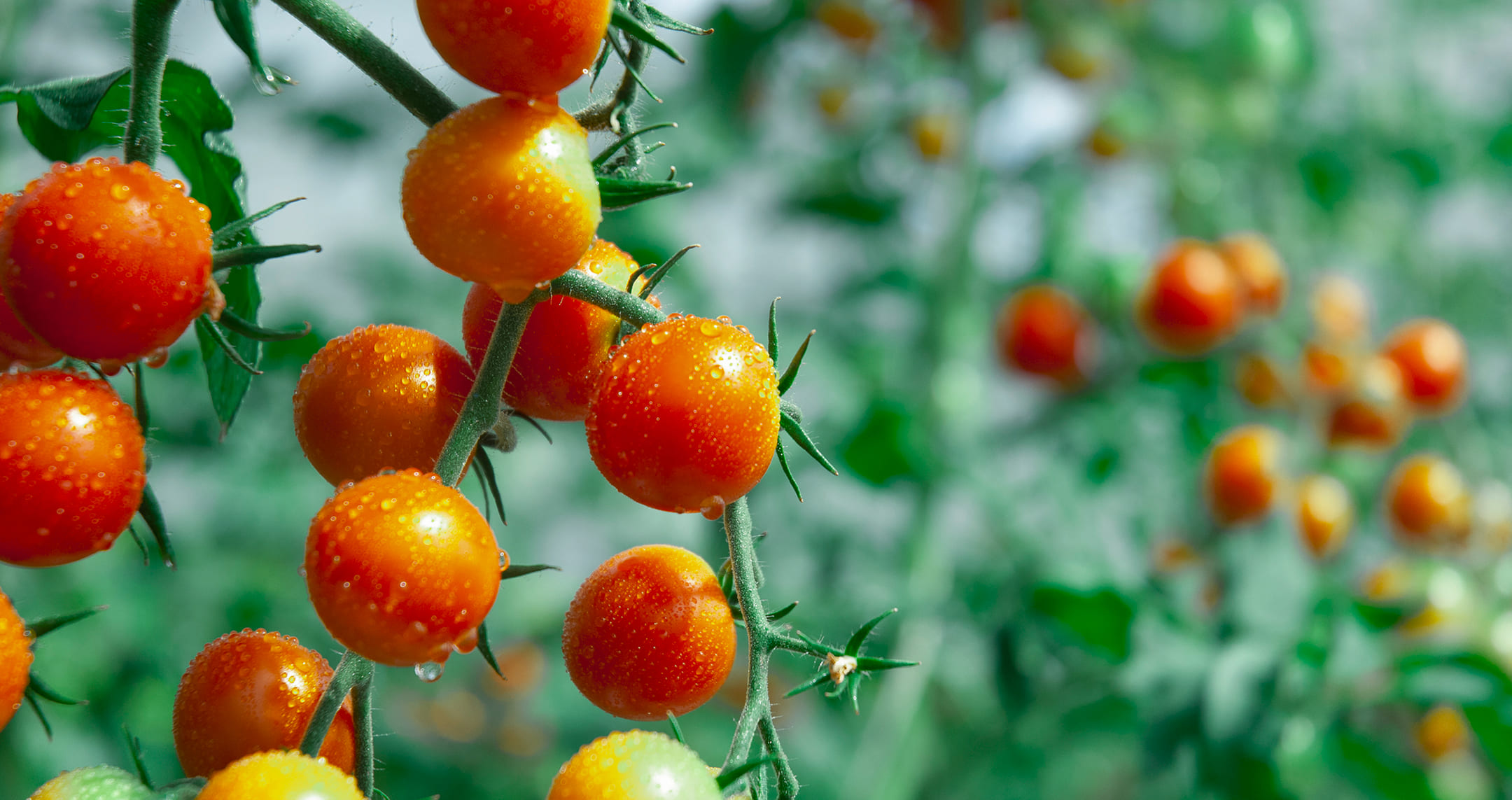 メインスライダー画像