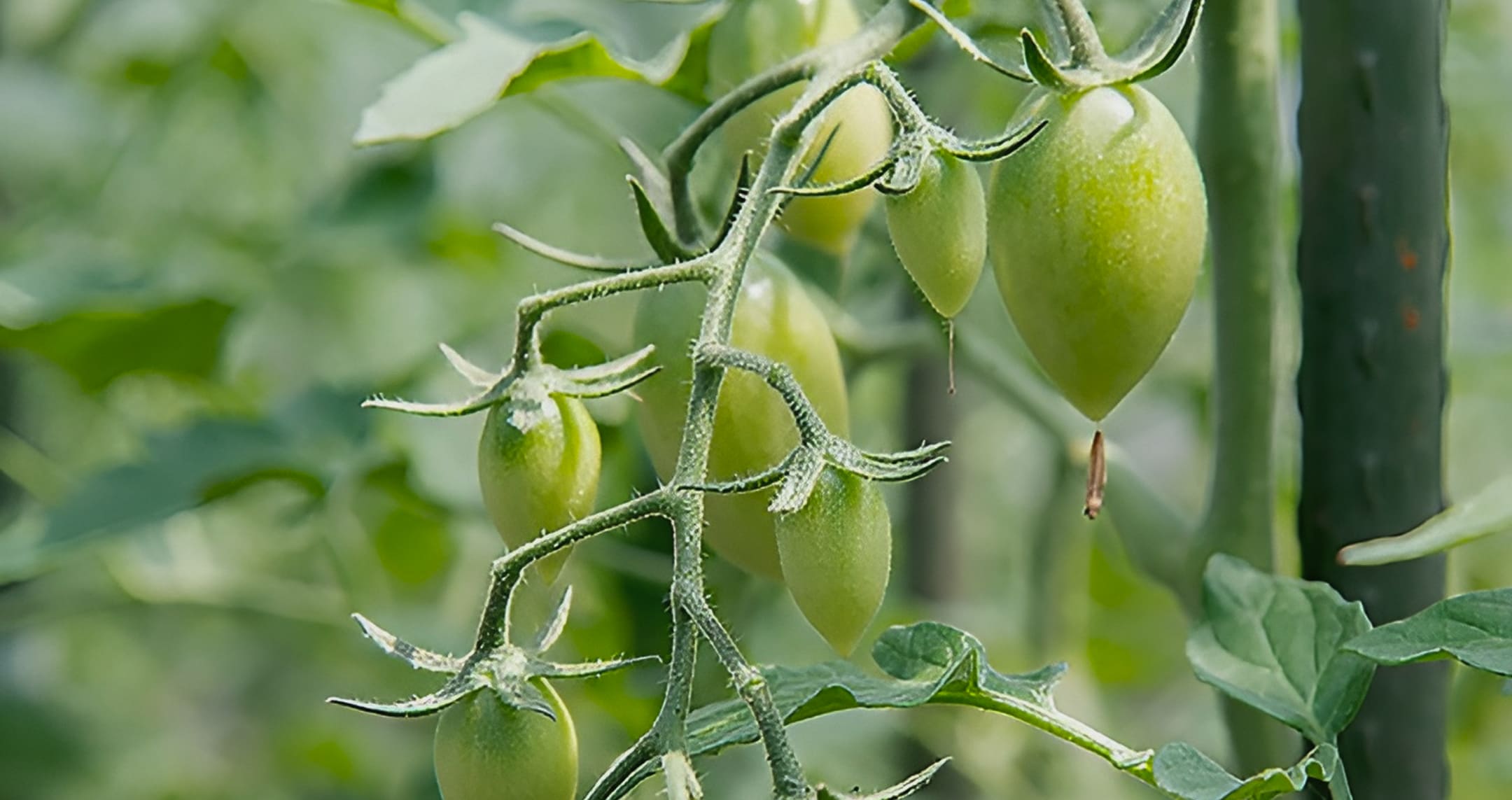 メインスライダー画像