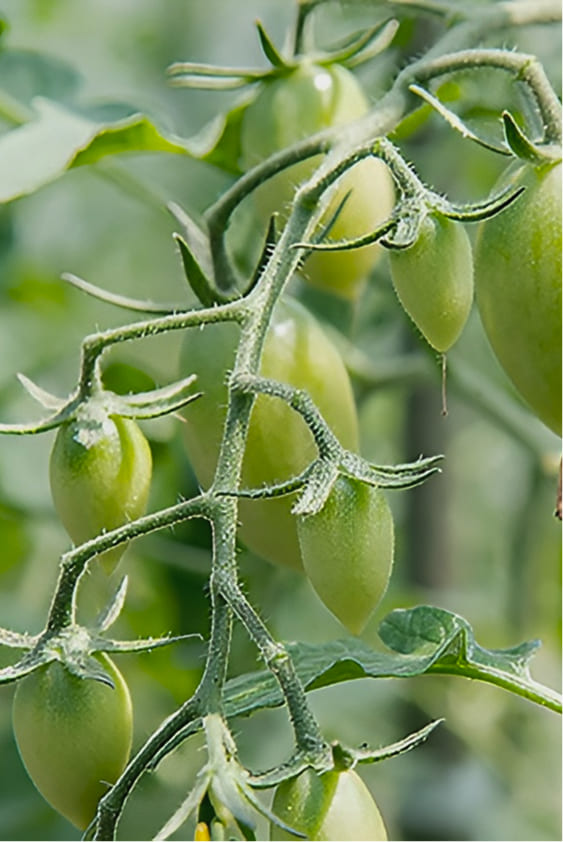 メインスライダー画像